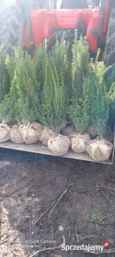 Cis hicksii I hilli 9060 28 2000 sztuk Mąkolno sprzedam