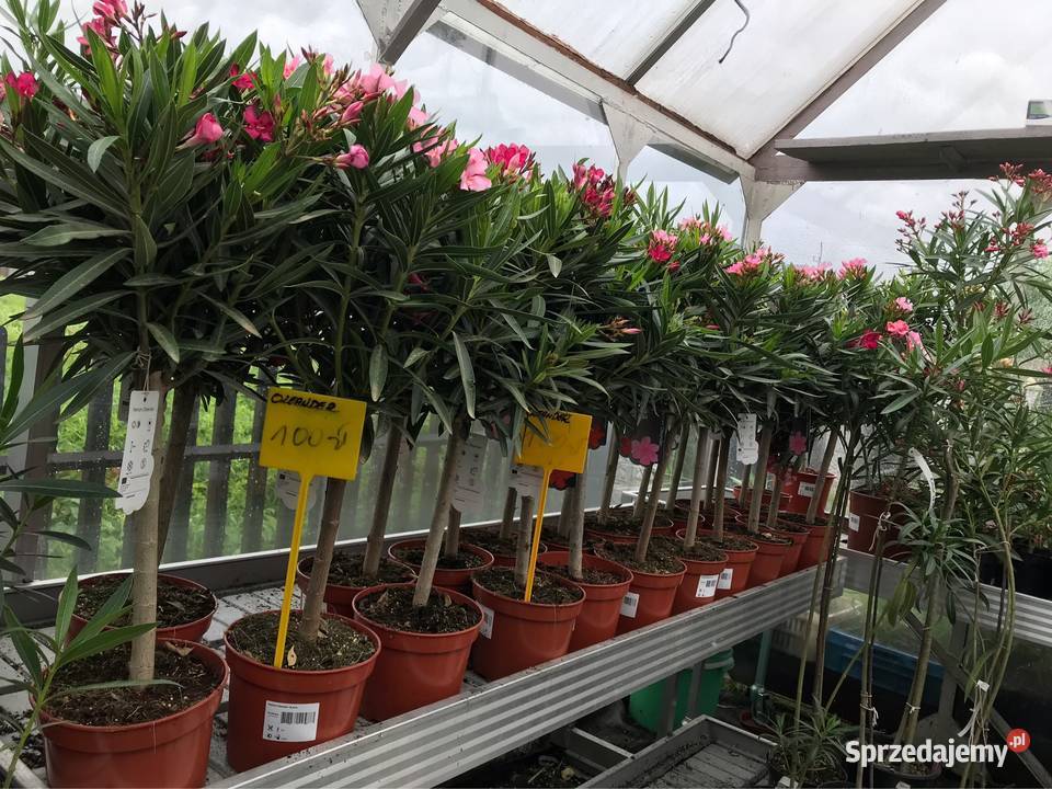 Oleander na pniu kwitnące Brzeźnica