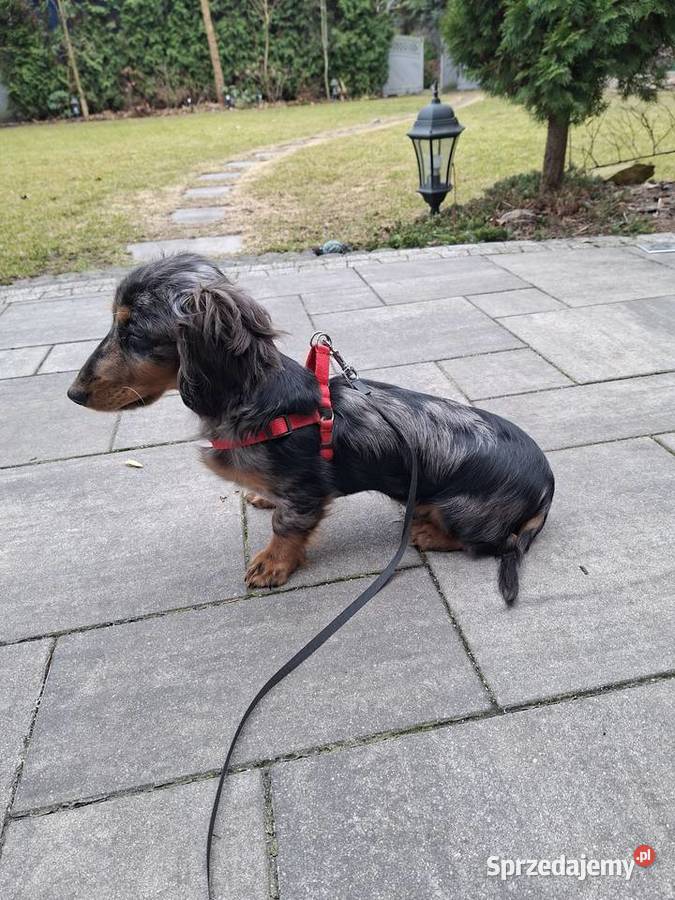 Jamnik długowłosy merle piesek Żyrardów