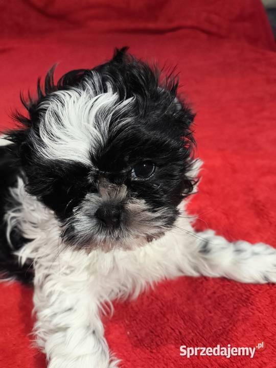 Shihtzu piesek samodzielny mazowieckie Jadów sprzedam