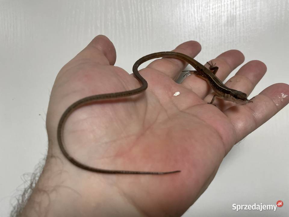 jaszczurka długoogonowa Tsexlineatus w Gliwicach Gliwice