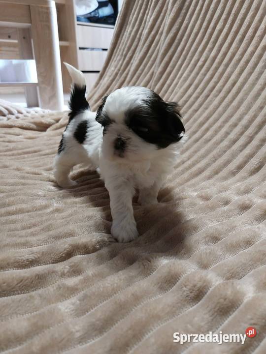 Shihtzu Andrychów