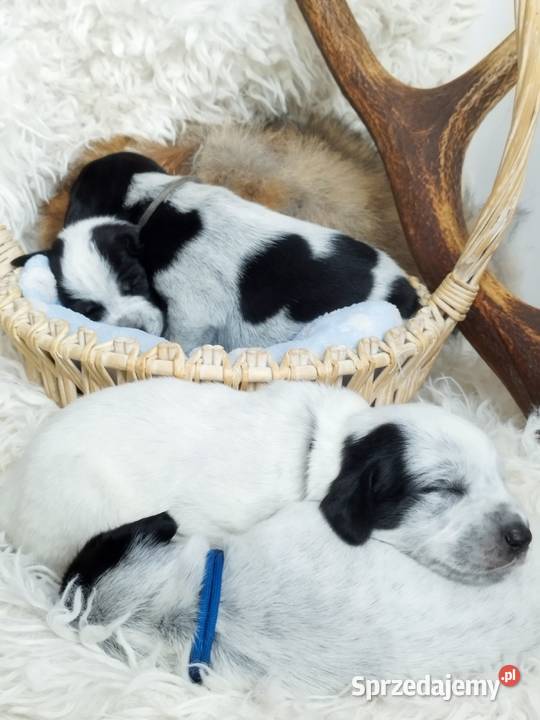 Szczenięta wyżle niemieckim Bircza sprzedam