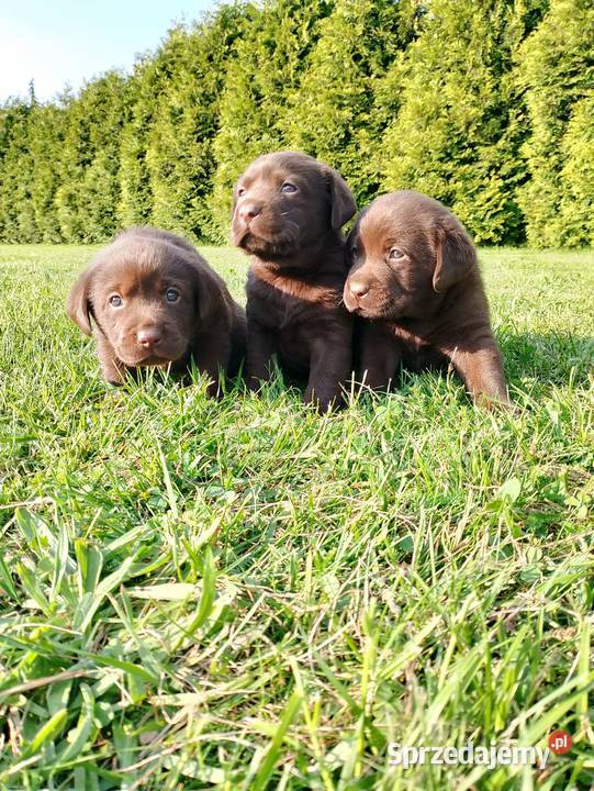Szczeniaki Labrador Retriever Odolanów sprzedam