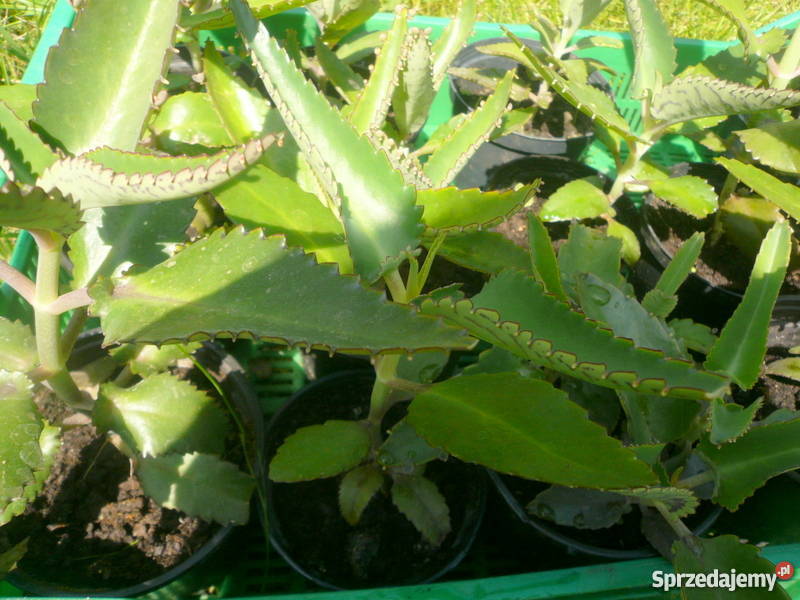 Żyworódki pierzaste piękne rośliny eko