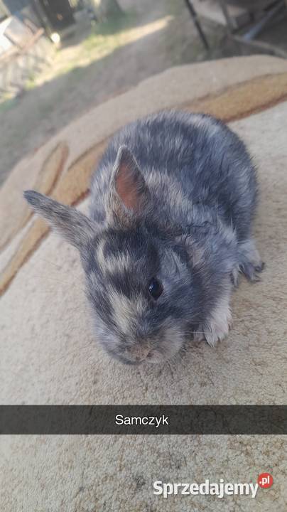 Króliki miniaturki mazowieckie