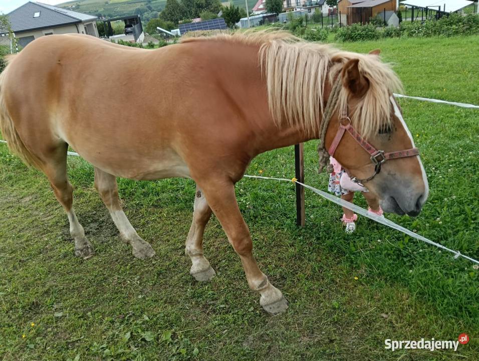Sprzedam żrebicę zimnokrwistą Pogorzany