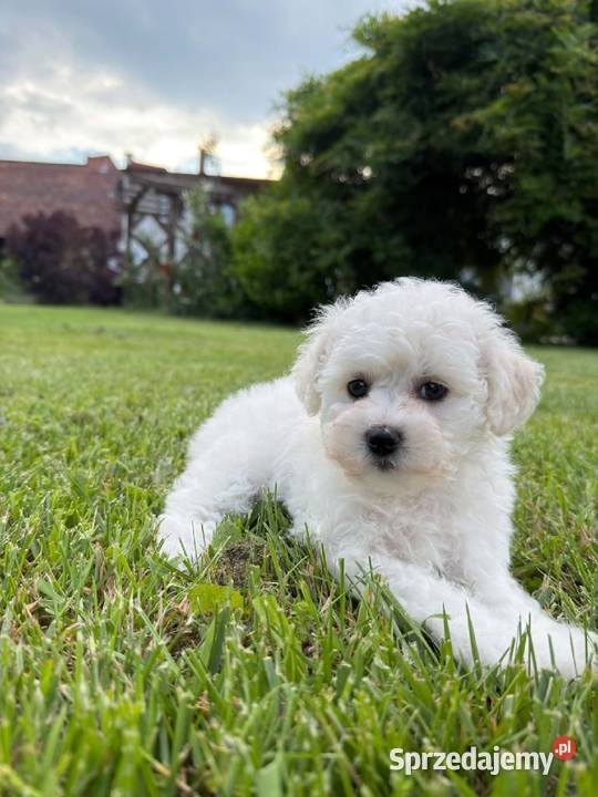 Bichon frise Fci Toszek sprzedam