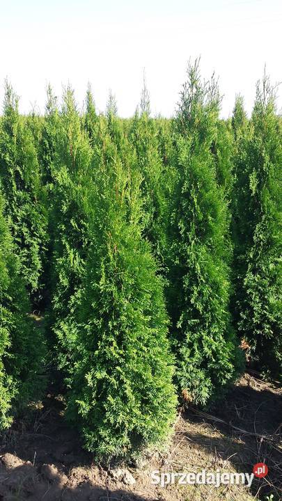 Tuja szmaragd 120 Kraków Kocmyrzów małopolskie