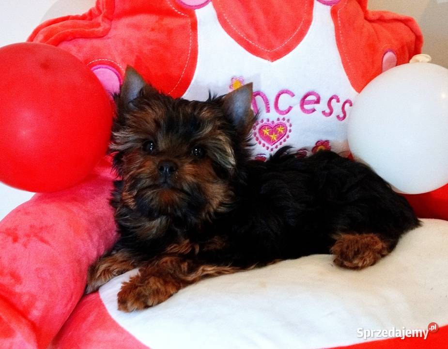 York szczeniaki rodowodowe Championach Wrocław