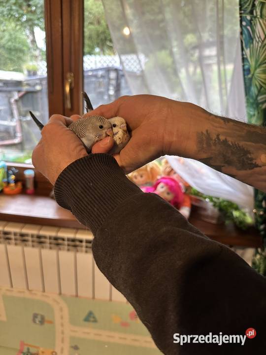 Papużki faliste ręcznie karmione Zasań