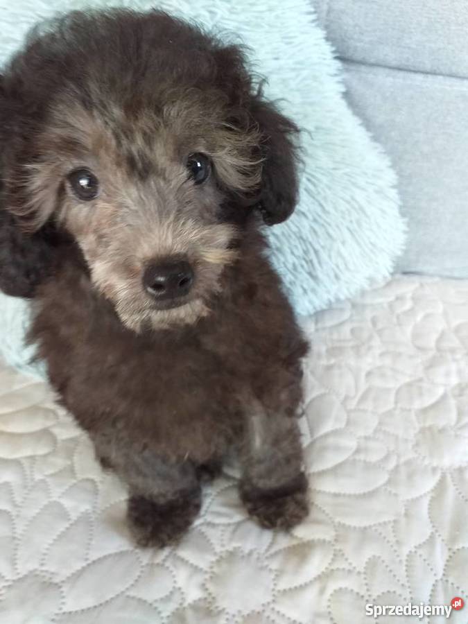 Pudel Toy srebrny Polanka Wielka