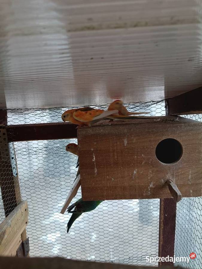 Ptaki kolorowe 8 Lwówek sprzedam