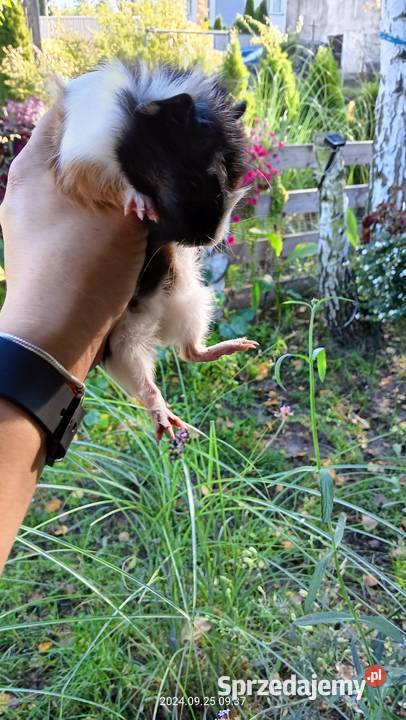 Świnka morska rozetka dziewczynka Mochała