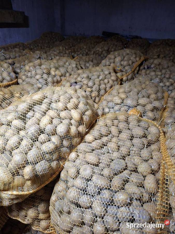 Ziemniaki soraya rozmiar sadzeniak Czarna Wieś