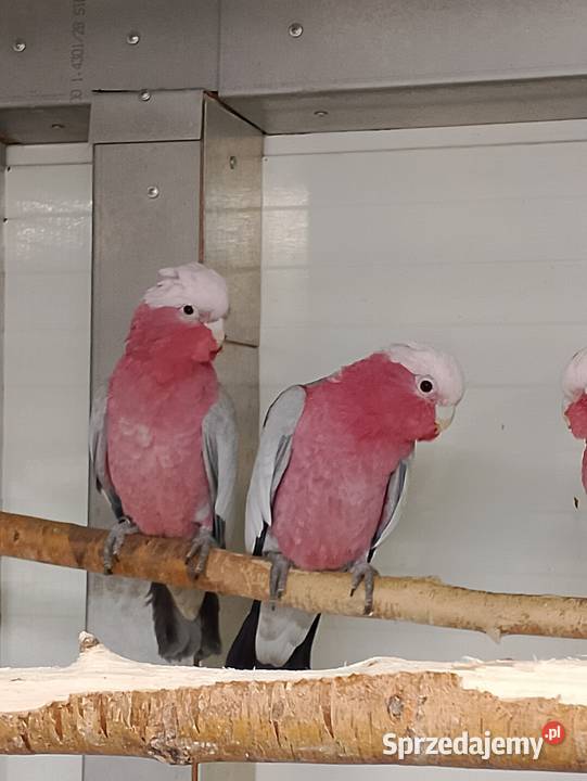 Kakadu różowe para Strzeleczki
