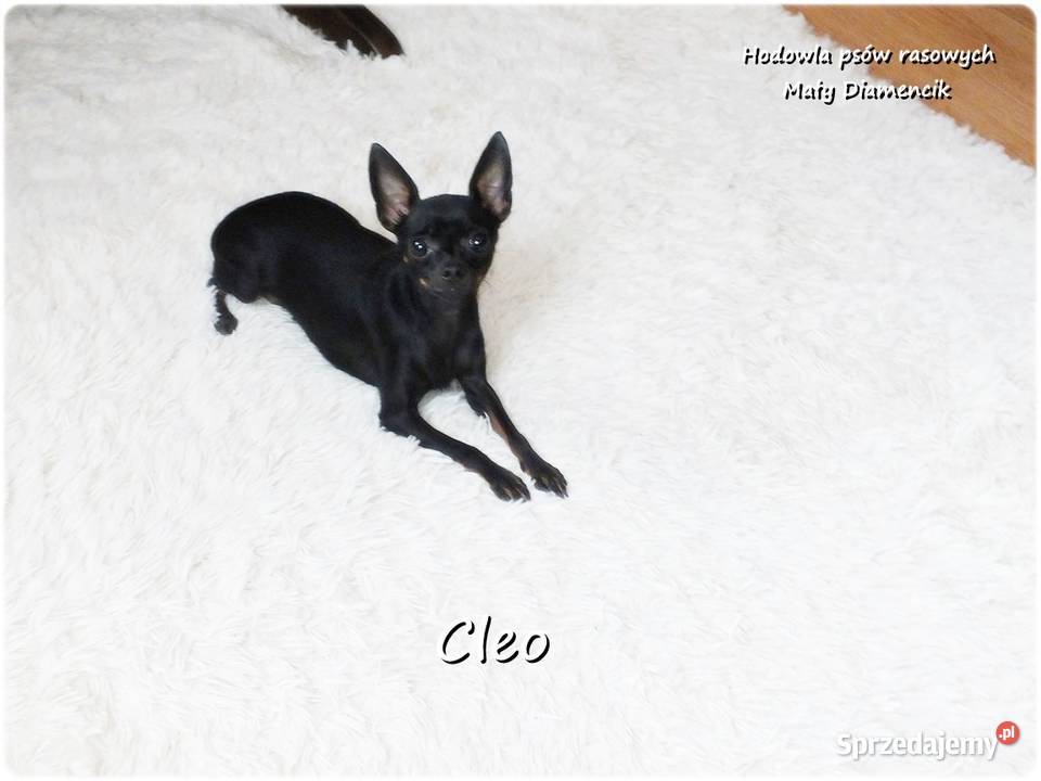 Mała sunia CLEO Pinczer Miniaturowy Ratlerek z