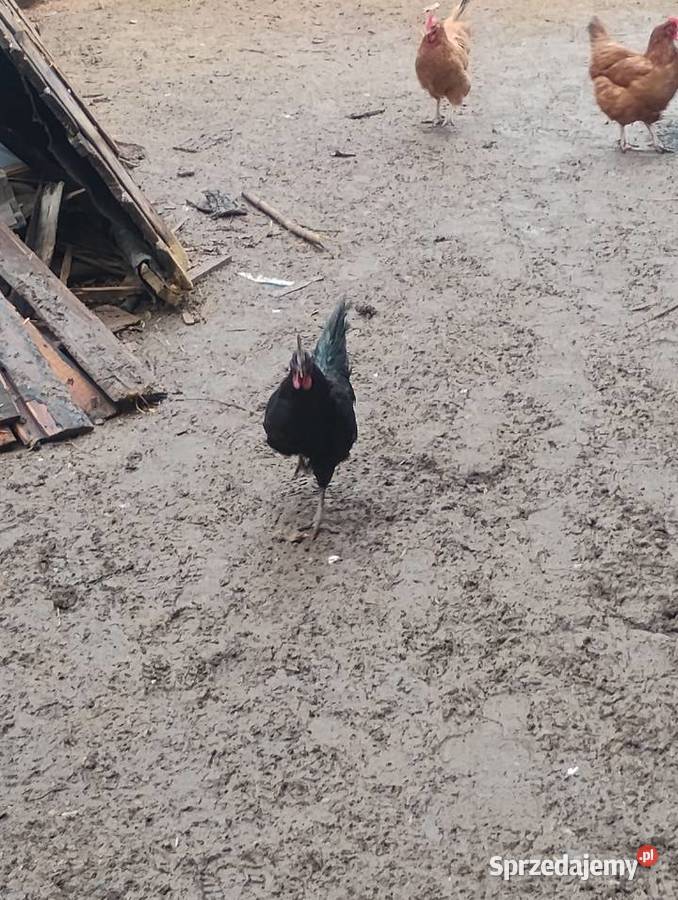 ayami cemani Zebrzydów