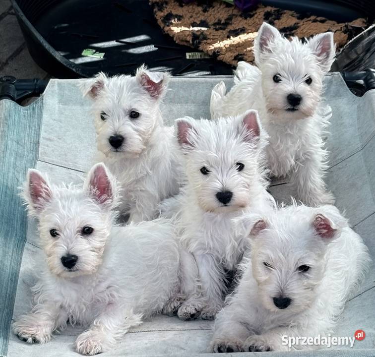 West Highland White Terrier szczenięta ZKwP a i Łódź