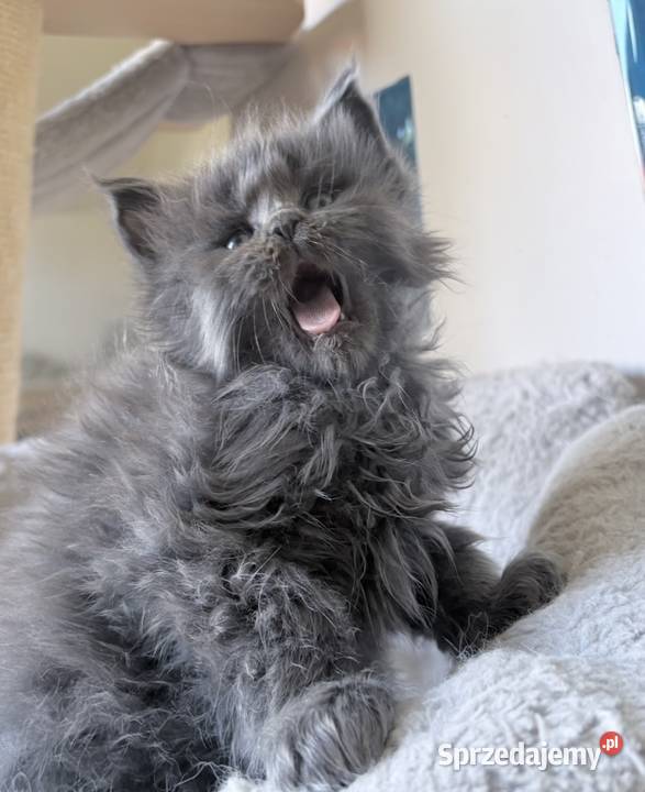 Maine Coon Kocięta importach Maine Coon Wińsko sprzedam