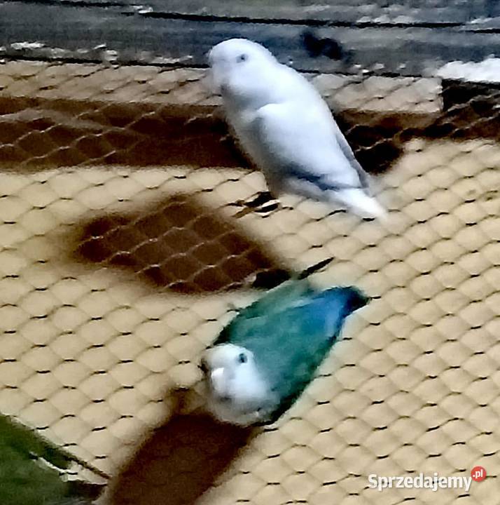 Sprzedam papużki nierozłączki pomorskie Gdynia