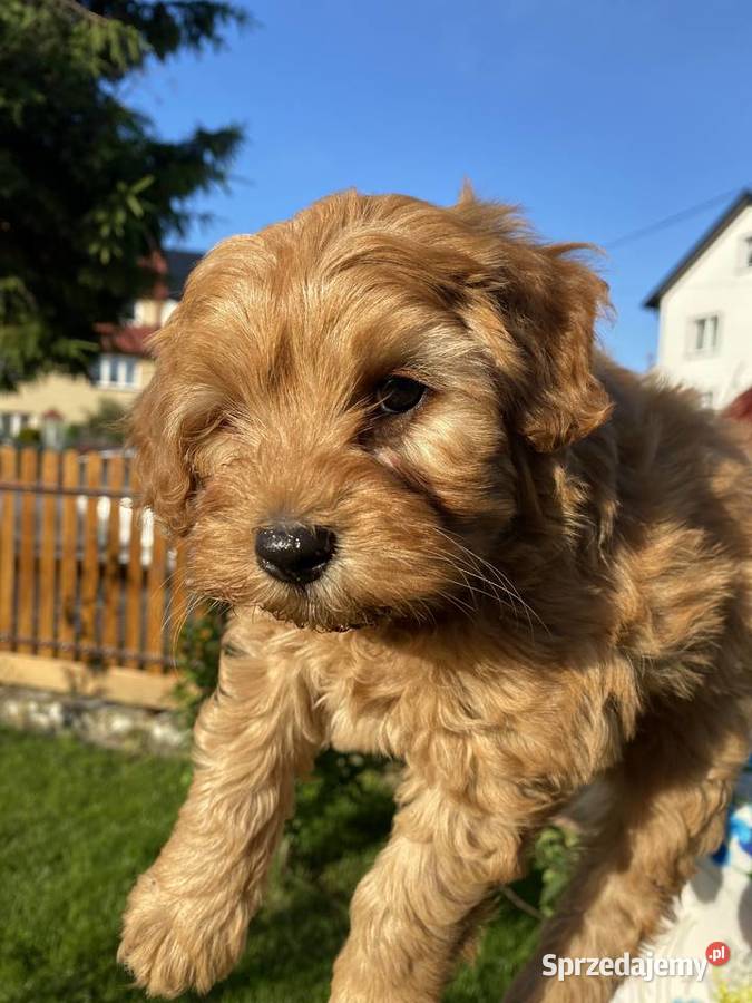 Piękny piesek Maltipoo Warszawa