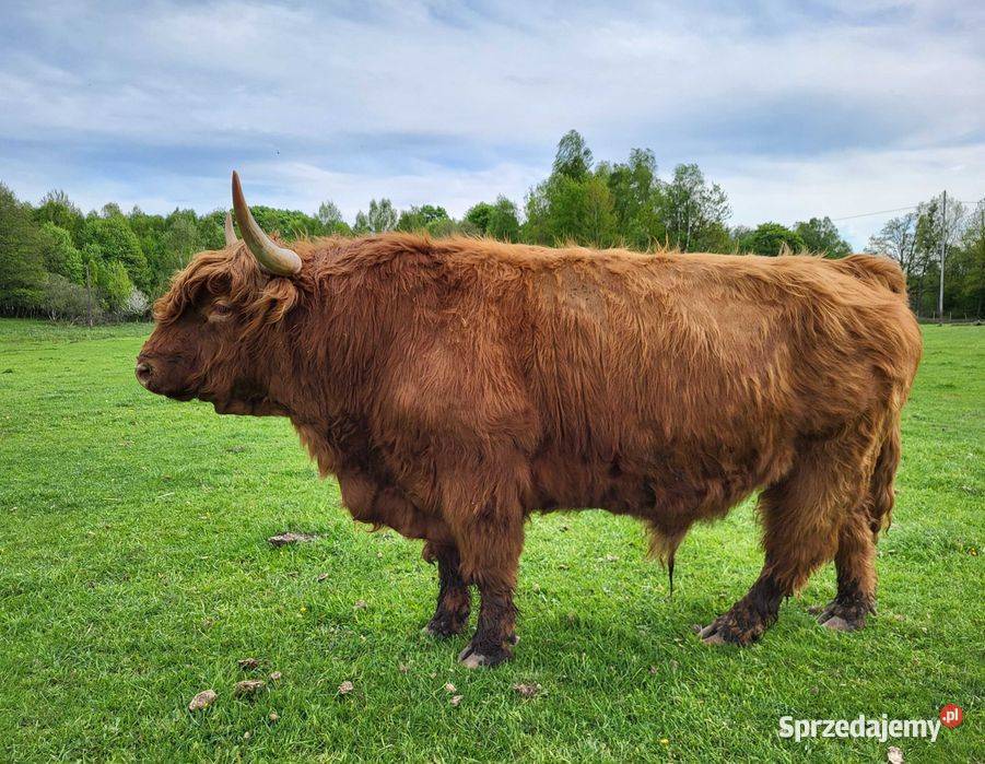 100 Rasowy buhaj byk rozpłodowy highland bydło Czaplinek