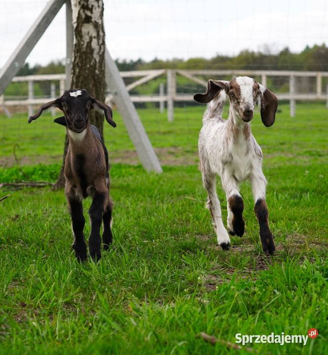 Koza Anglonubijska 100 Sprzedam Przyrów