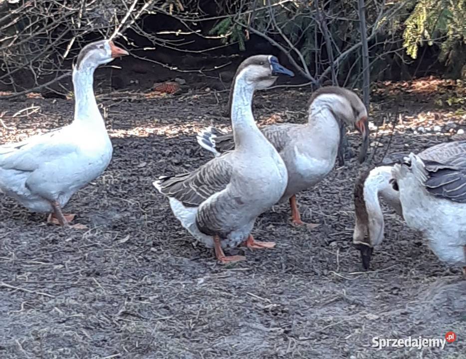 Gęsi Kubańskie Zaborówek