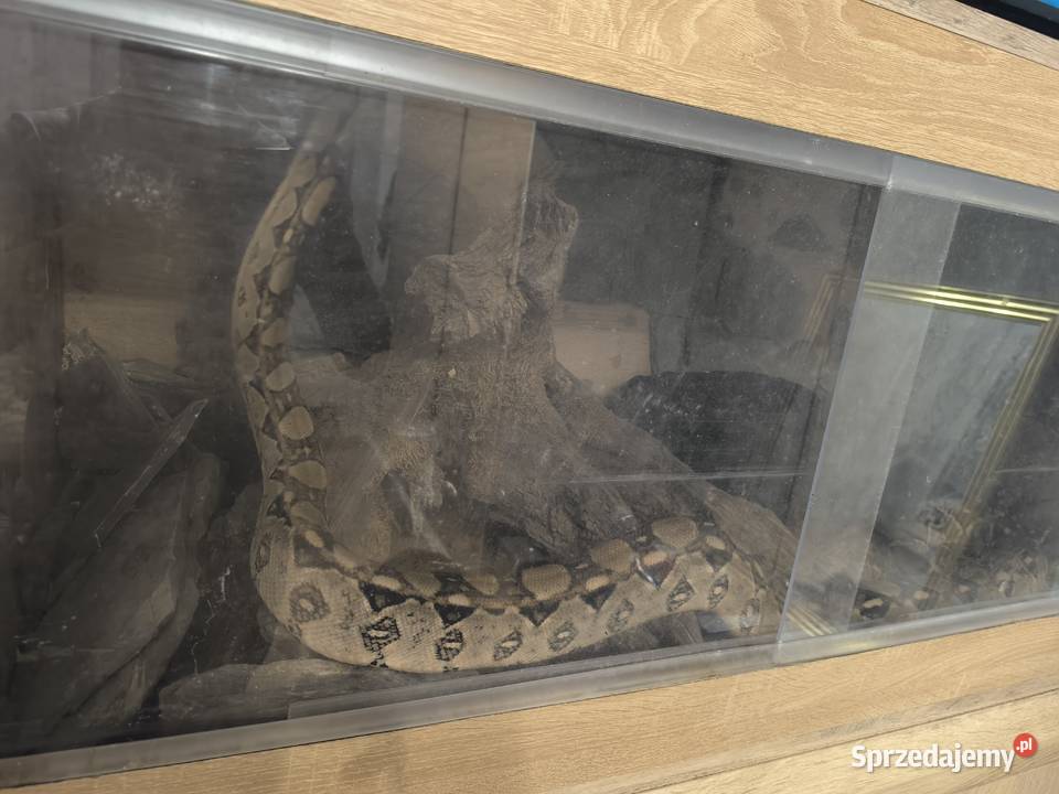 Boa Cesarski Boa imperator Terrarium Nysa