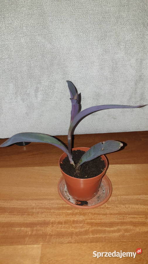 Trzykrotka setkrezja purpurowa 3