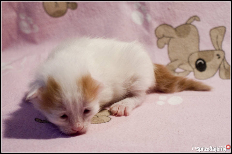 Turecki VAn Turkish VAn koty pływające małopolskie Kraków