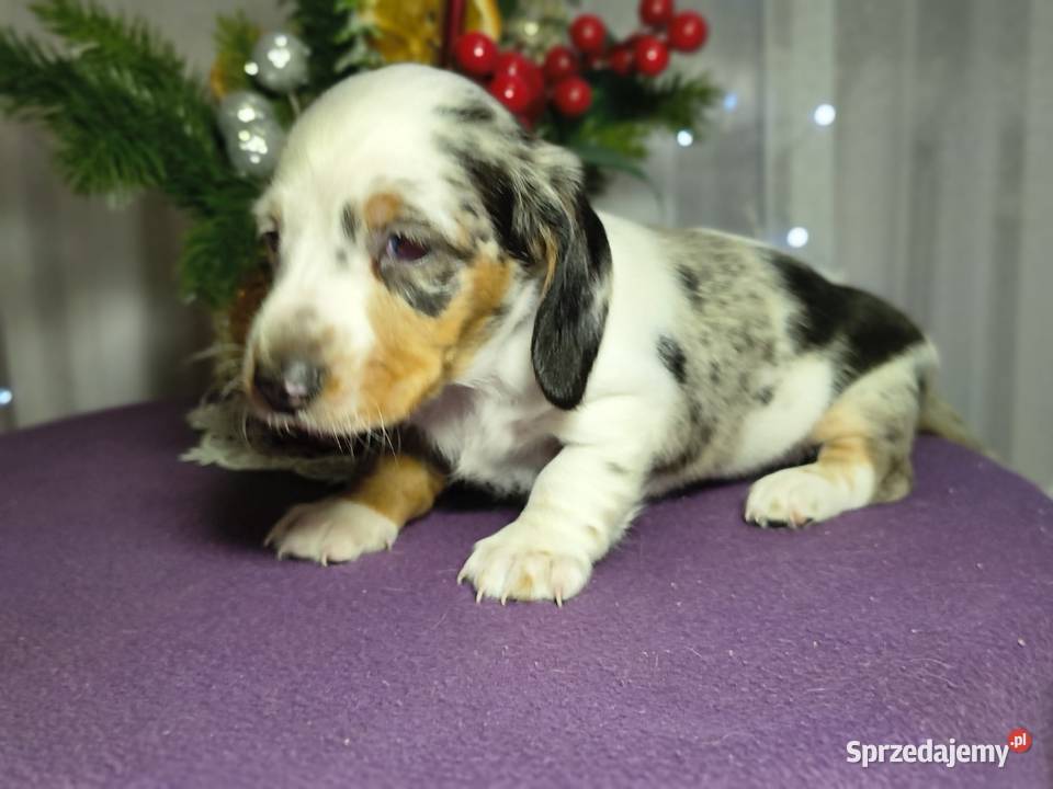 Jamnik suczka Żychlin