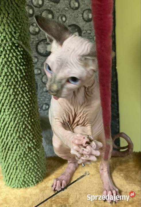 Sfinks Kanadyjski Do odbioru dziewczynka Leszno