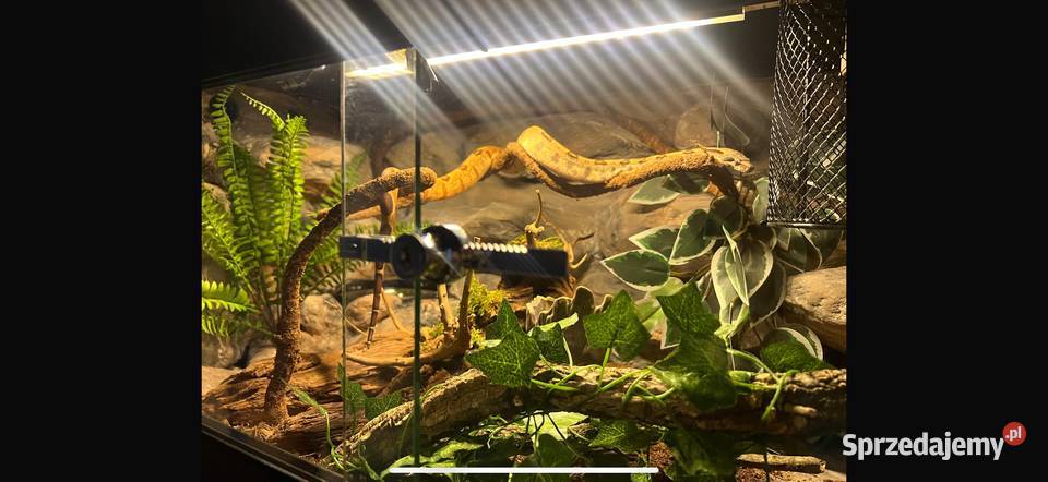Terrarium z wężem BOA Cesarski 100x40x40 Ciele sprzedam