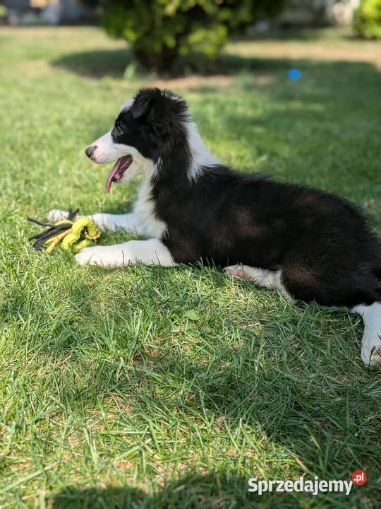 Border collie suczkaRodzice przebadani świętokrzyskie Szczaworyż