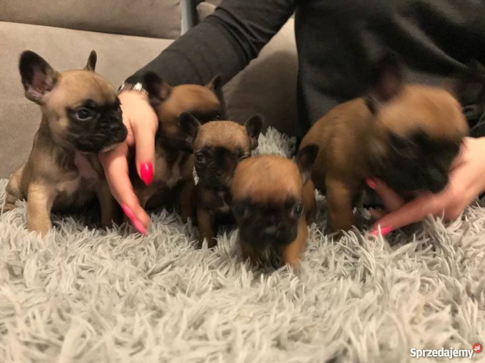 Sprzedam Pieski Rasy BULDOG FRANCUSKI Psy