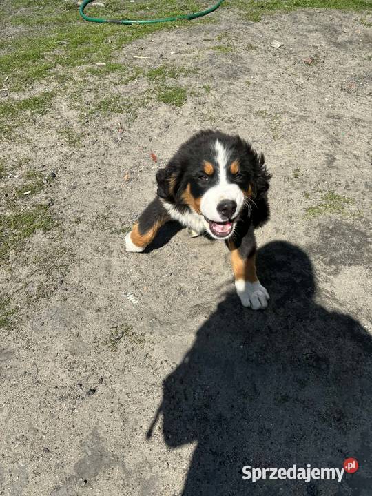 Berneński Pies Pasterski sprzedam