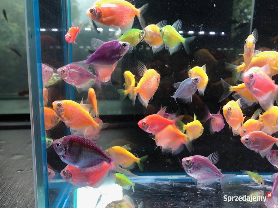 Tetra mix kolorów Justynów