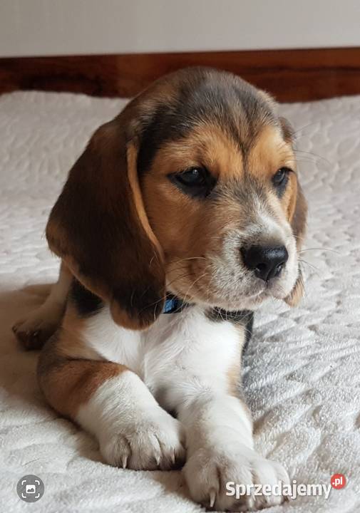 Piesek Beagle ZkwpFCI Championach DNA Sułkowice sprzedam