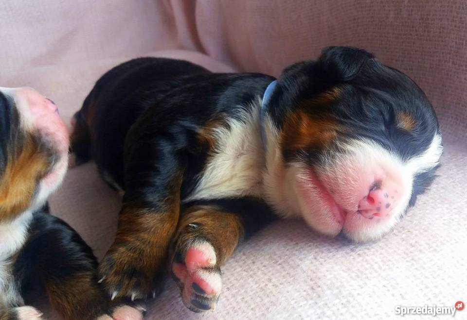 Berneński Pies Pasterski szczeniaki Ślesin