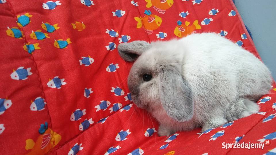 Mini Lop seal point rasowe Kraków Hodowla