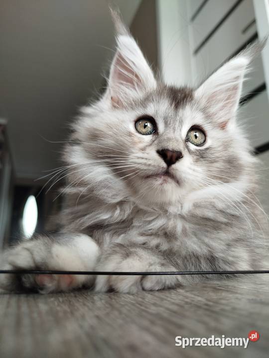 Jasmine kotka Maine Coon