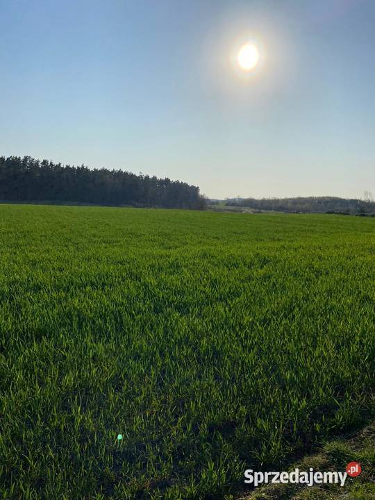 Działka budowlana Kleszczewo