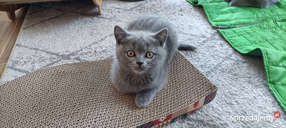 Kotka Brytyjska krótkowłosa niebieska Lusia Brwinów