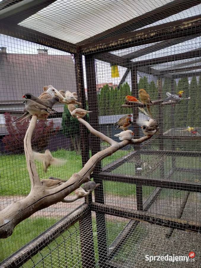 Zeberki młode Ptaki Kościerzyna