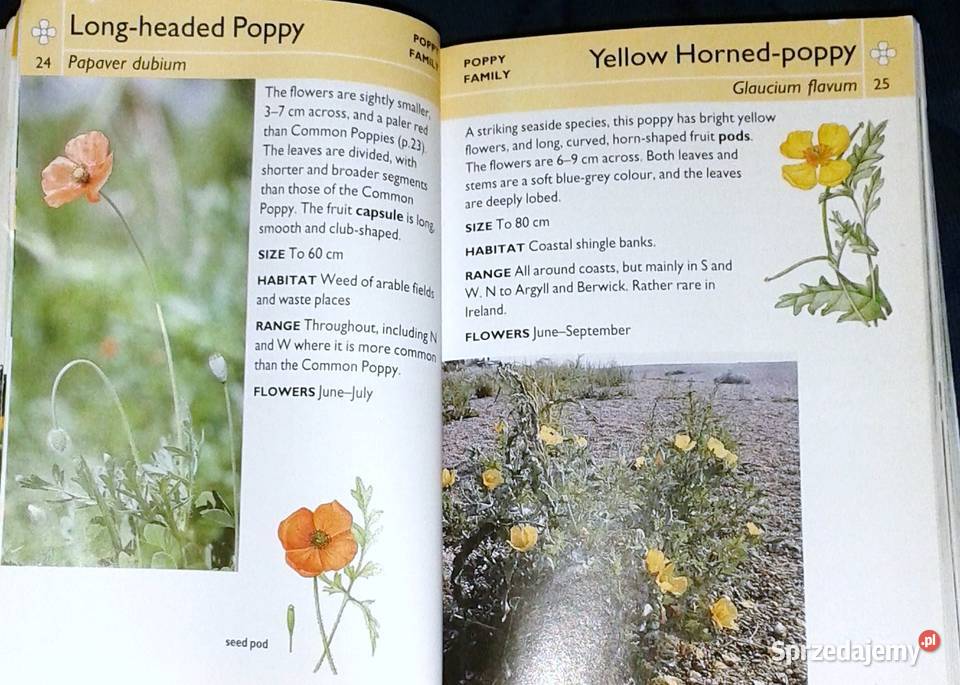 Wild flowers Martin Walters Collins Gem Rok wydania 2002 Chełm