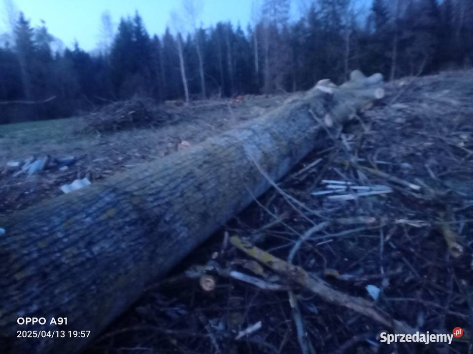 Sprzedam topolę Szypliszki