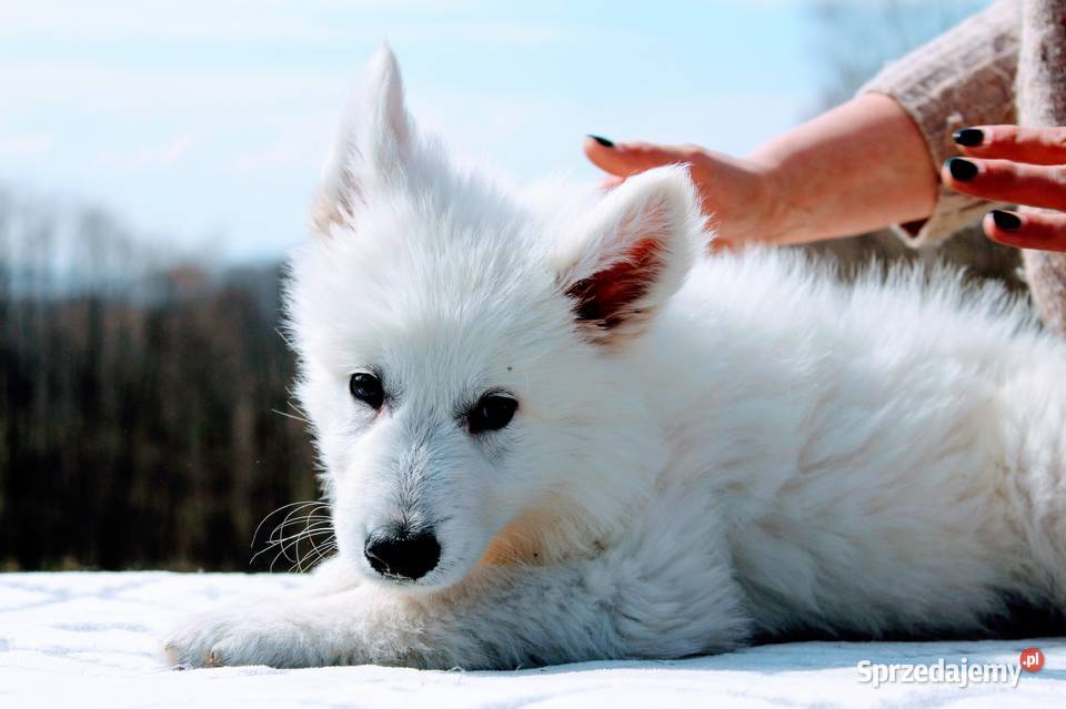 Biały Owczarek Szwajcarski Kłodzko