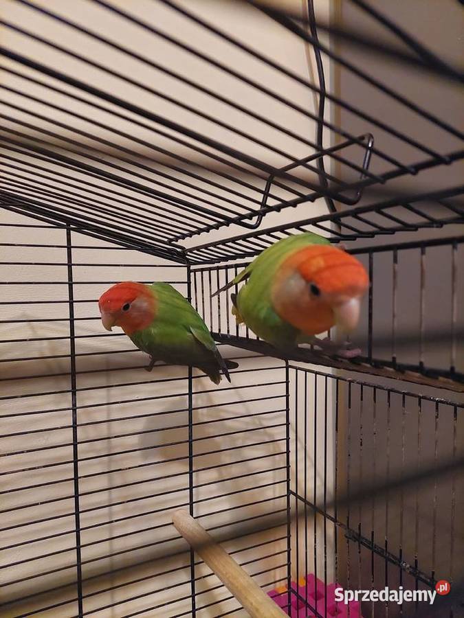 Papugi nierozłączki klatka Pilzno sprzedam